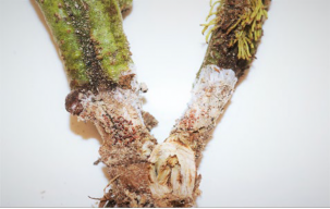 A close-up of a diseased tomato stem (close-up of Southern Blight)