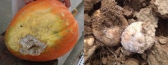 close up picture of S. rolfsii infecting a pumpkin and potato (that looks like pumpkin is rotting with a hole containing a white mat substance and the potato is covered in a white substance giving almost a fuzzy texture).  