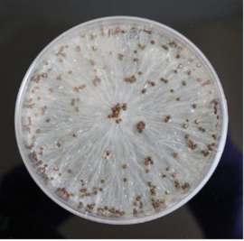 picture of a petri plate that is showing S. rolfsii, which has sclerotia (that look like brown pellets) and mycelium (that look like white, whispy fibers) 