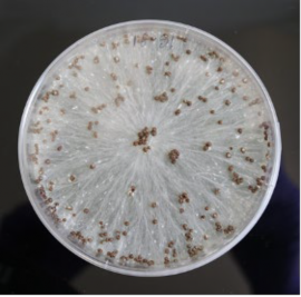 picture of a petri plate that is showing S. rolfsii, which has sclerotia (that look like brown pellets) and mycelium (that look like white, whispy fibers)
