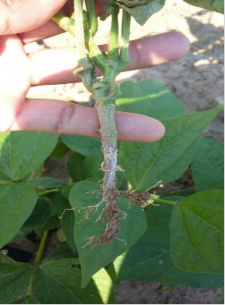 close up photo of green bean plant roots that have been infected with S. rolsii, which is a white milky color