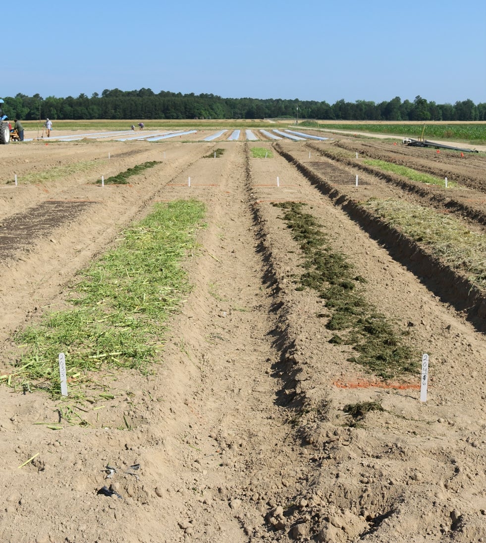 Raised beds with different cover crop biomass applied.