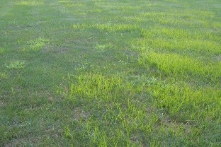 Patches of a light green plant that obviously grows much faster than the existing lawn grass during the summer months.
