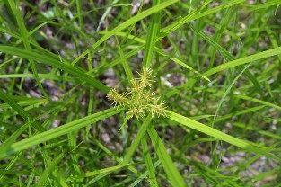 A spike-like yellow seedhead and a characteristic triangular shaped plant are identification characteristics of yellow nutsedge.