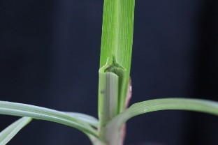 This image shows the triangular stem of a sedge plant, a feature that distinguishes this group of plants from the grasses. 