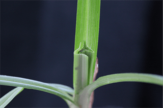 Cover for publication: Driving Homeowners ‘Nuts’: Sedge in the Lawn