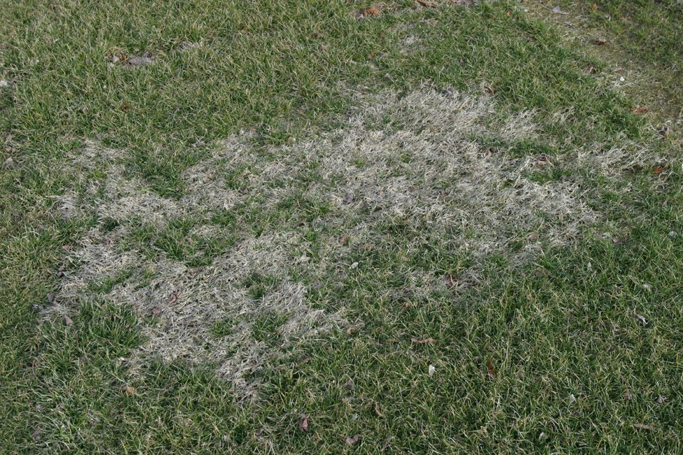 A patch of dormant, straw-colored bermudagrass contrasts itself in a green cool-season lawn.