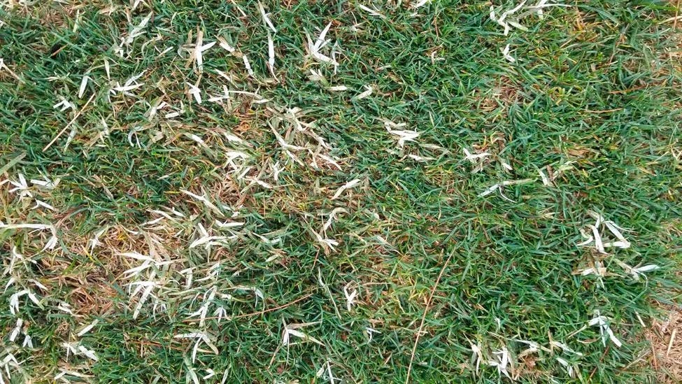 Bleached stems of bermudagrass that has been treated with Pylex are evident in this Kentucky bluegrass turf.