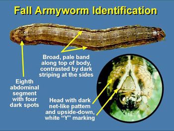 The fall armyworm has a characteristic inverted "Y" on its head capsule. 