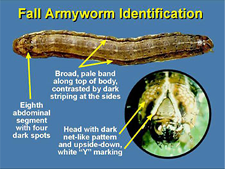 Cover for publication: Managing Fall Armyworms on Lawns