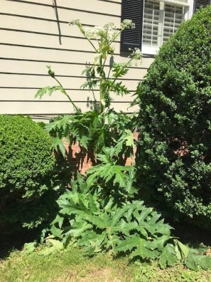 Giant hogweed in a landscape bed.