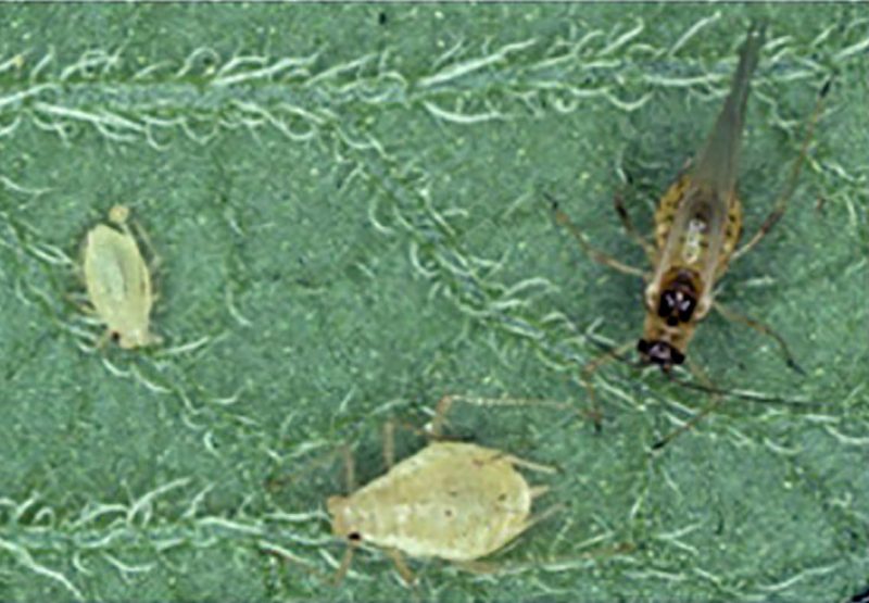 A close-up of two nymph and one adult aphid on the surface of a leaf.