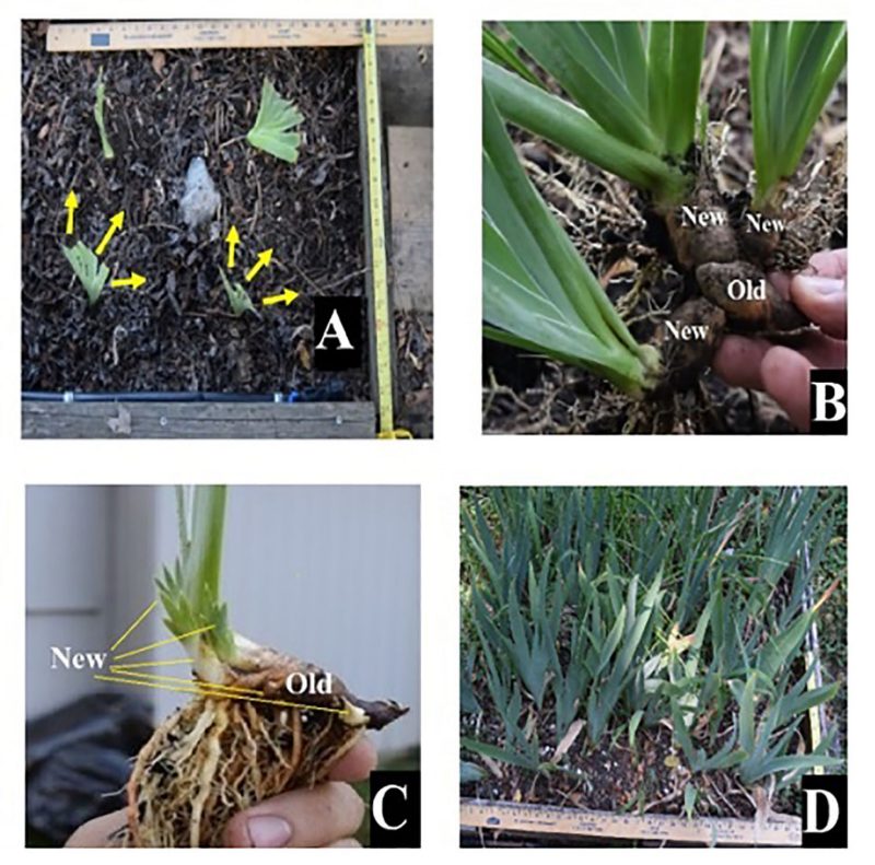 A series of four photos showing progression of growth of new irises from established plants.
