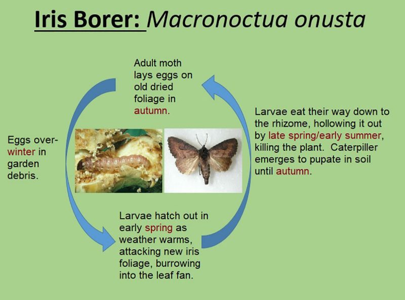 Graphic outlining the four stages of the life cycle of the iris borer: in autumn, the adult moth lays eggs on old foliage; eggs overwinter in debris; larvae hatch in early spring; and in late spring or early summer, larvae eat their way down to the rhizome, killing the plant, while the caterpillar pupates in soil until autumn. The graphic includes images of the larva and the moth. 