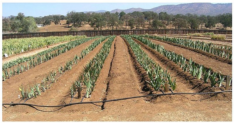 Several double rows of irises planted in a field, stretching from the foreground to the background, with a black irrigation hose running across the rows in the foreground.