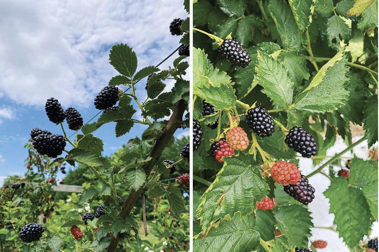 Blackberry fruits