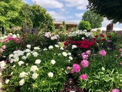 Pink, white and red peonies are shown, with a house in the background.