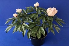 Containerized peony with green leaves and pink blooms, set against a blue background.