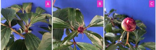 Peony leaves against blue background with (A) a tiny bud, (B) a larger bud, and (C) a large bud emerging from the leaves.