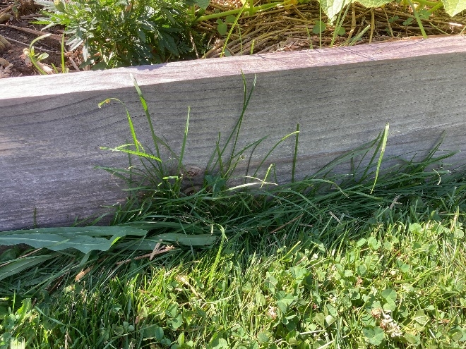 Photo 4. A wooden raised bed with grass mown adjacent to the bed still contains uncut grass along the wood edge missed by the mower.