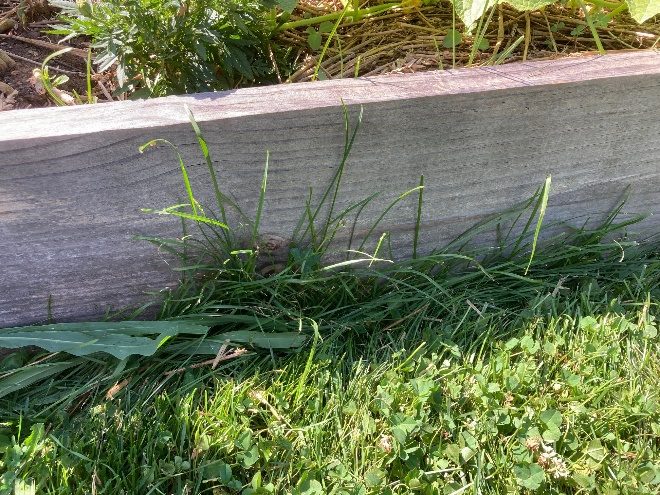 Photo 4.  A wooden raised bed with grass mown adjacent to the bed still contains uncut grass along the wood edge missed by the mower.