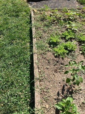 Photo 3.  A wooden raised bed is shown with bermudagrass growing up from under the edge of the wood.