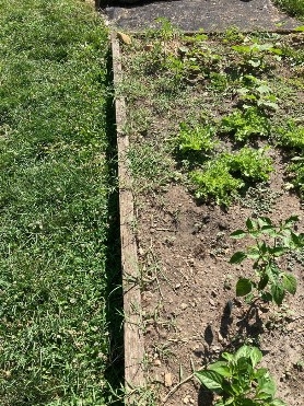 Photo 3. A wooden raised bed is shown with bermudagrass growing up from under the edge of the wood.