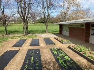 Photo 1. Several woven poly raised beds with vegetables growing in some of them adjacent to two raised beds made from composite wood with vegetables growing in them.