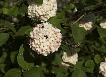 Close-up of Koreanspice Viburnum's white flower with leaves.