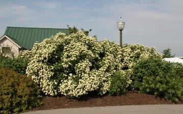 Large shrubs of Arrowwood Viburnum with its white flower.