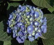 Close-up of a blue Bigleaf Hydrangea flower.