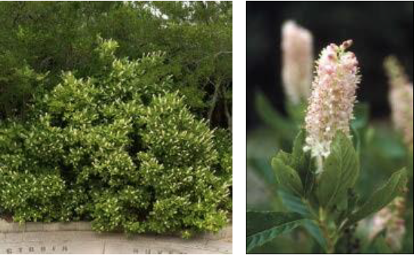 Left: A shrub of Sweet Pepper Bush. Right:Close-up of Sweet Pepper Bush's white and pinkish flower held up by leaves.