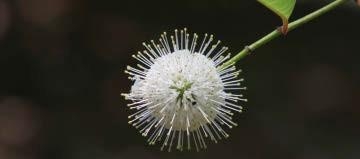 Close-up photo of a white Buttonbush flower.