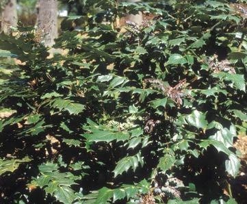 Pointy Leatherleaf Mahonia leaves.