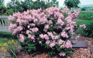 A shrub of Meyer Lilac with its flower.