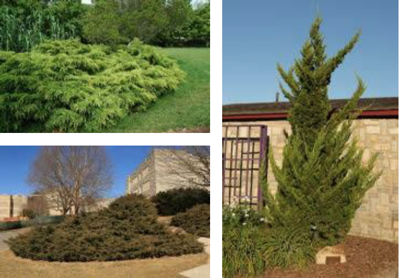 Left-top: Chinese Juniper shrub in the field. Left-bottom: Chinese Juniper shrub in front of a building. Right: Tree-shaped Chinese Juniper next to a building.