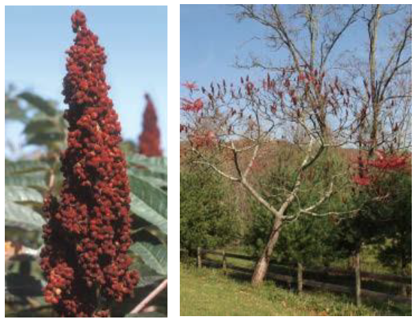 Left:Red fruit stalks of Staghorn Sumac. Right: A Staghorn Sumac with its red fruit stalks.