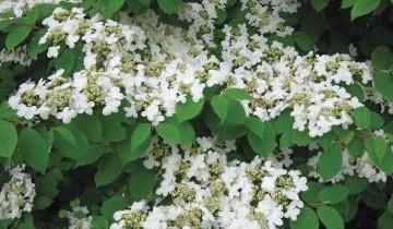 Close-up of Doublefile Viburnum's white flower with leaves.