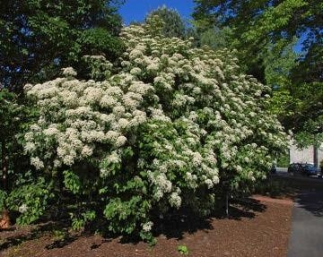 Large shrub of Linden Viburnum with its white flower.
