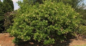 A large shrub of Buttonbush.