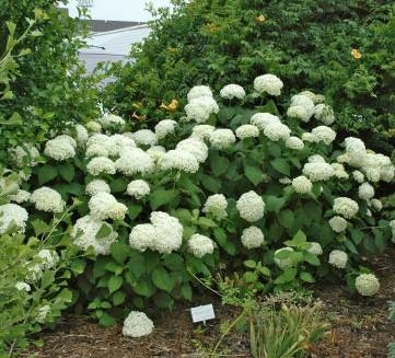 A shrub of Smooth Hydrangea with its white flower in the garden.