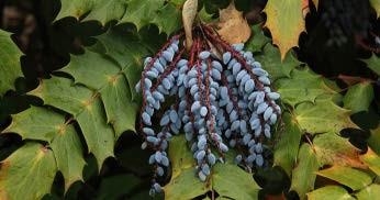 Close-up of Blue Leatherleaf Mahonia fruit with its pointy leaves.