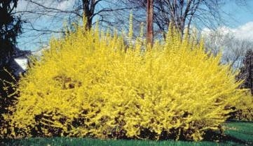 Large yellow shrub of Border Forsythia.
