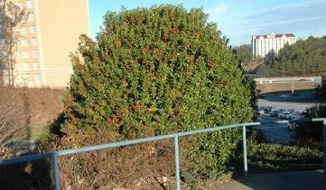 A shrub of Chinese holly next to the road.