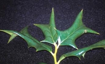 Close-up of Chinese holly leaves with sharp teeth.