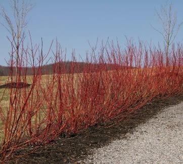 Red stems of Tatarian Dogwood without leaves alongside a road.