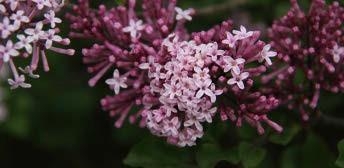 Close-up of Meyer Lilac's pinkish flower.