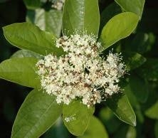 Close-up of Possumhaw Viburnum's white flower with leaves.