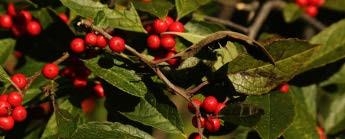 Close-up of Winterberry's red fruit and leaves.