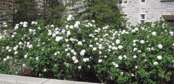 Koreanspice Viburnum shrubs with its white flower.